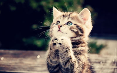 cute cat will cat make us crazy