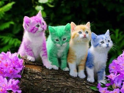 will cat make us crazy will cat make us crazy
