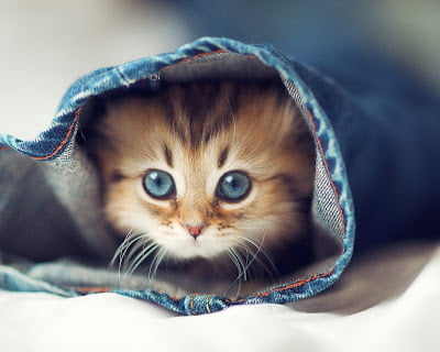 will cat make us crazy will cat make us crazy