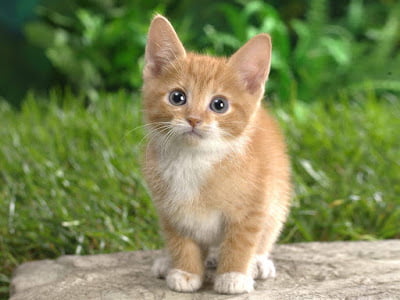 will cat make us crazy will cat make us crazy