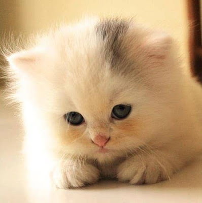 will cat make us crazy will cat make us crazy