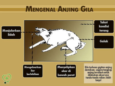 rabies penyakit anjing gila rabies
