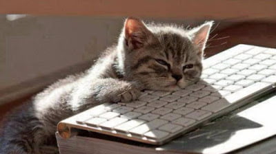 cute lazy cat tips rajin update blog