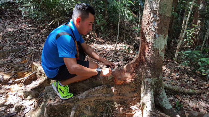 han-rainforest-resort-taman-negara-Jungle-Trekking-Bukit-Terisek