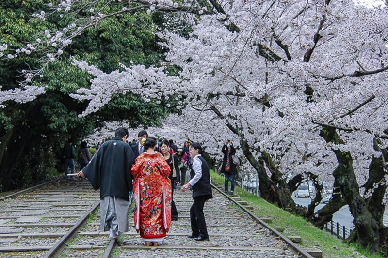 japanbudgettrip-pakej-murah-tokyo-Kyoto-Sakura-