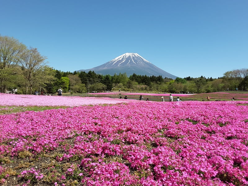 japanbudgettrip-pakej-murah-tokyo-Mount-Fuji-and-Shibazakura