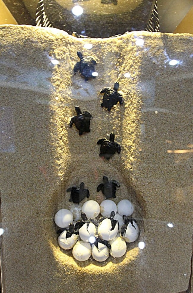 cherating-hotel-dan-5-aktiviti-menarik-di-sekitarnya-penyu