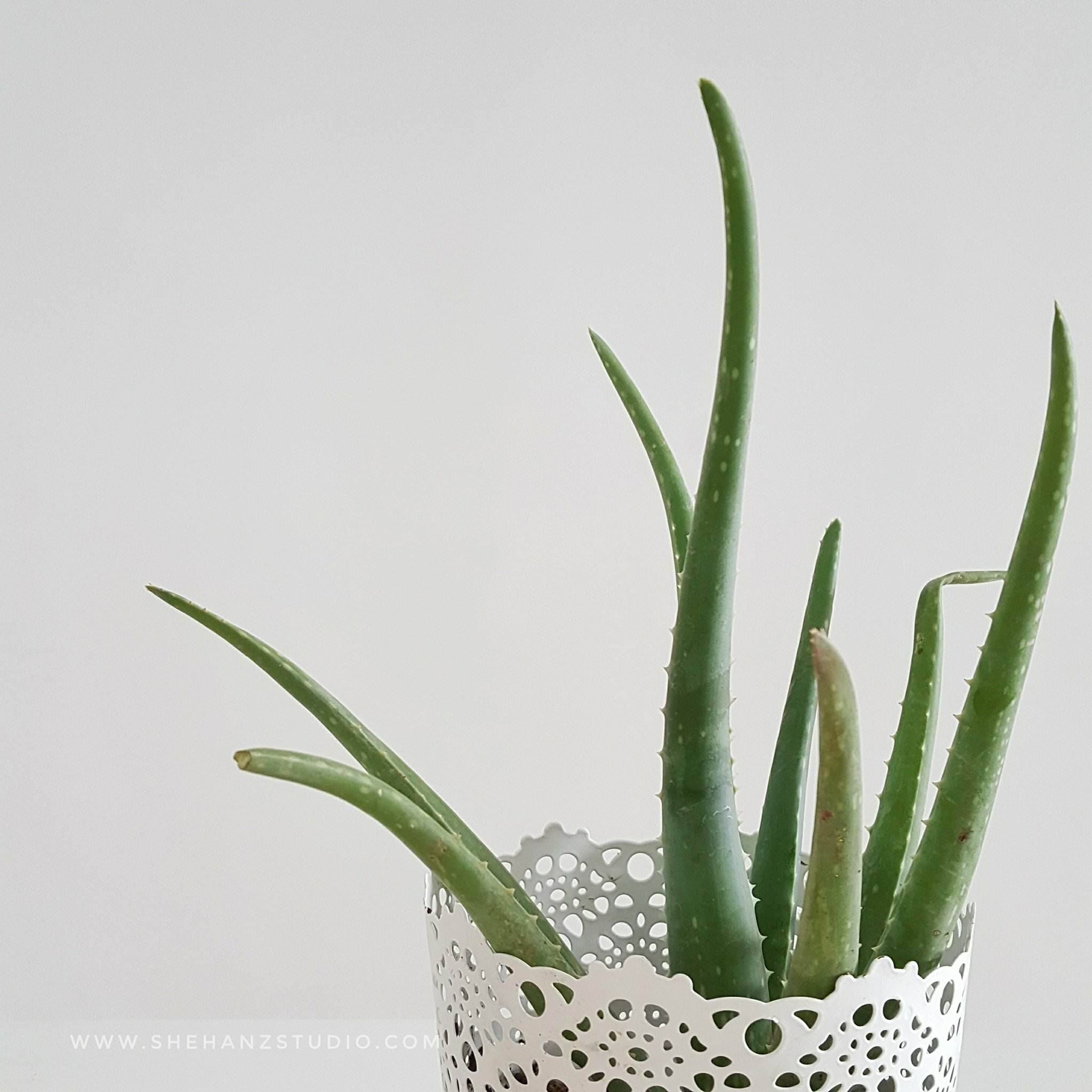 KELEBIHAN ALOEVERA UNTUK KULIT DAN RAMBUT BESTNYA ALOEVERA FROMNATURE MALAYSIA NI! (5)