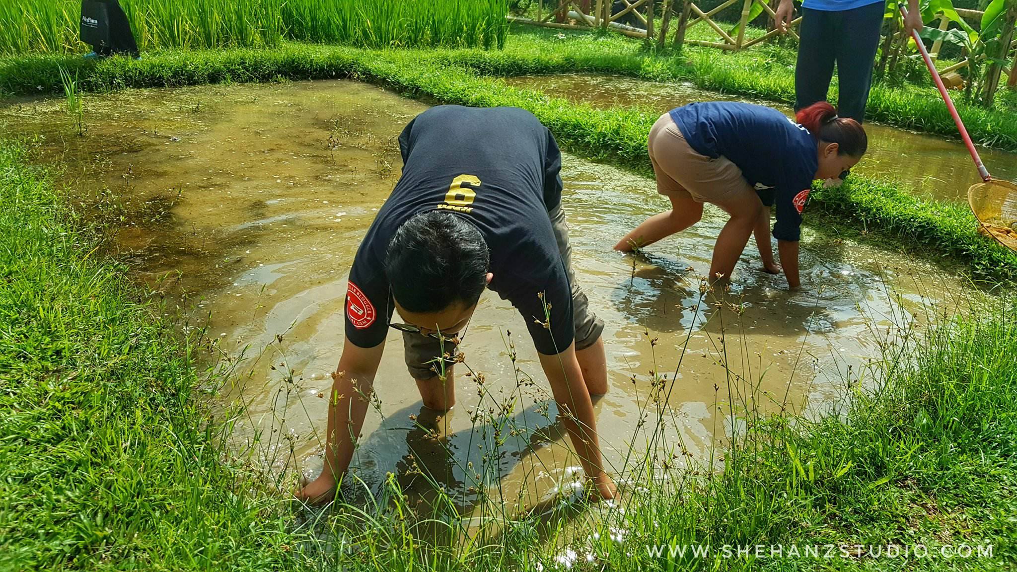 DUSUN DALAM BANDAR - DUSUN TAMAN WARISAN PERTANIAN PUTRAJAYA (13)