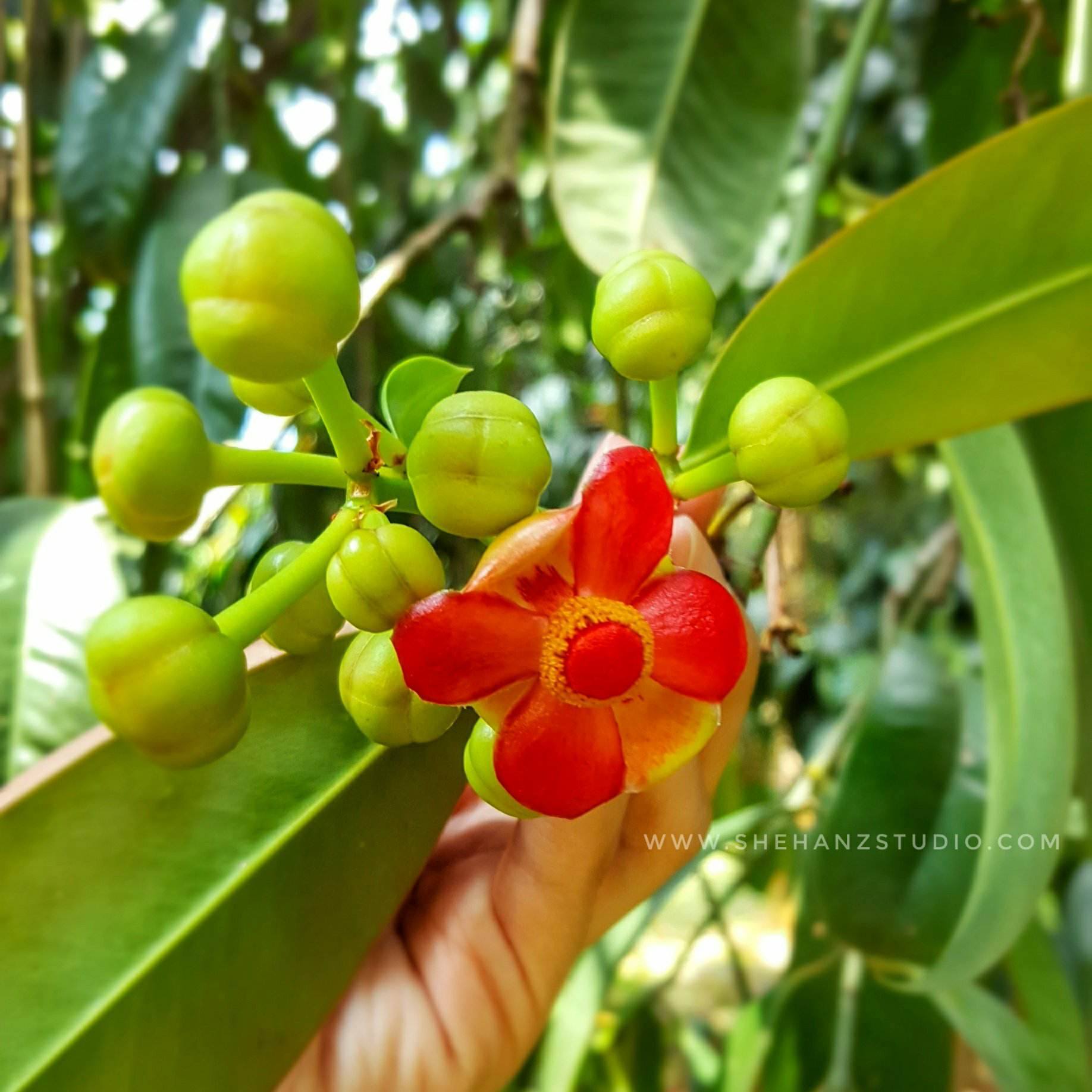 DUSUN DALAM BANDAR - DUSUN TAMAN WARISAN PERTANIAN PUTRAJAYA (15)