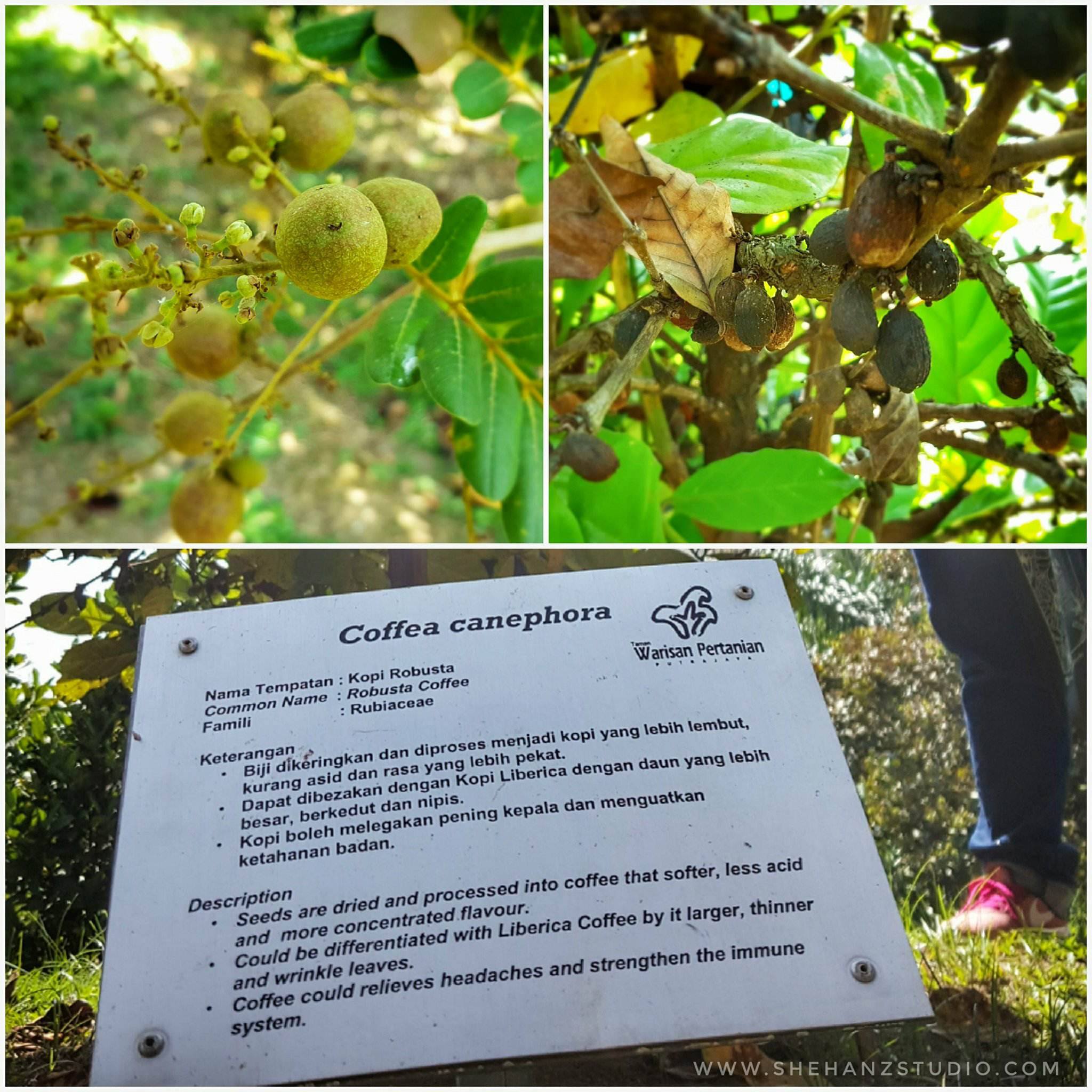 DUSUN DALAM BANDAR - DUSUN TAMAN WARISAN PERTANIAN PUTRAJAYA (15)