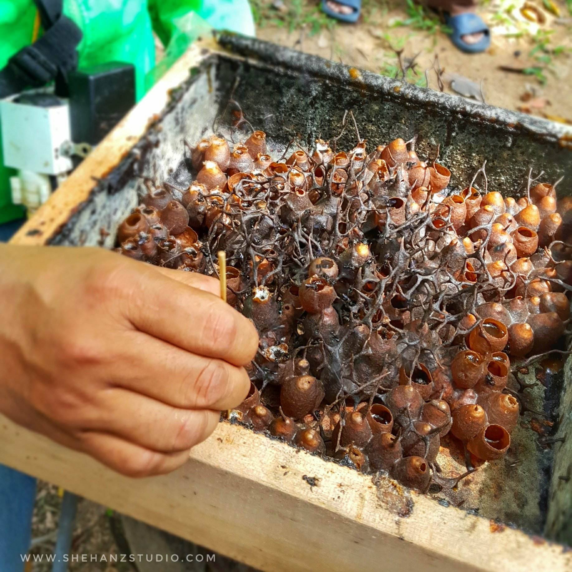 DUSUN DALAM BANDAR - DUSUN TAMAN WARISAN PERTANIAN PUTRAJAYA (25)