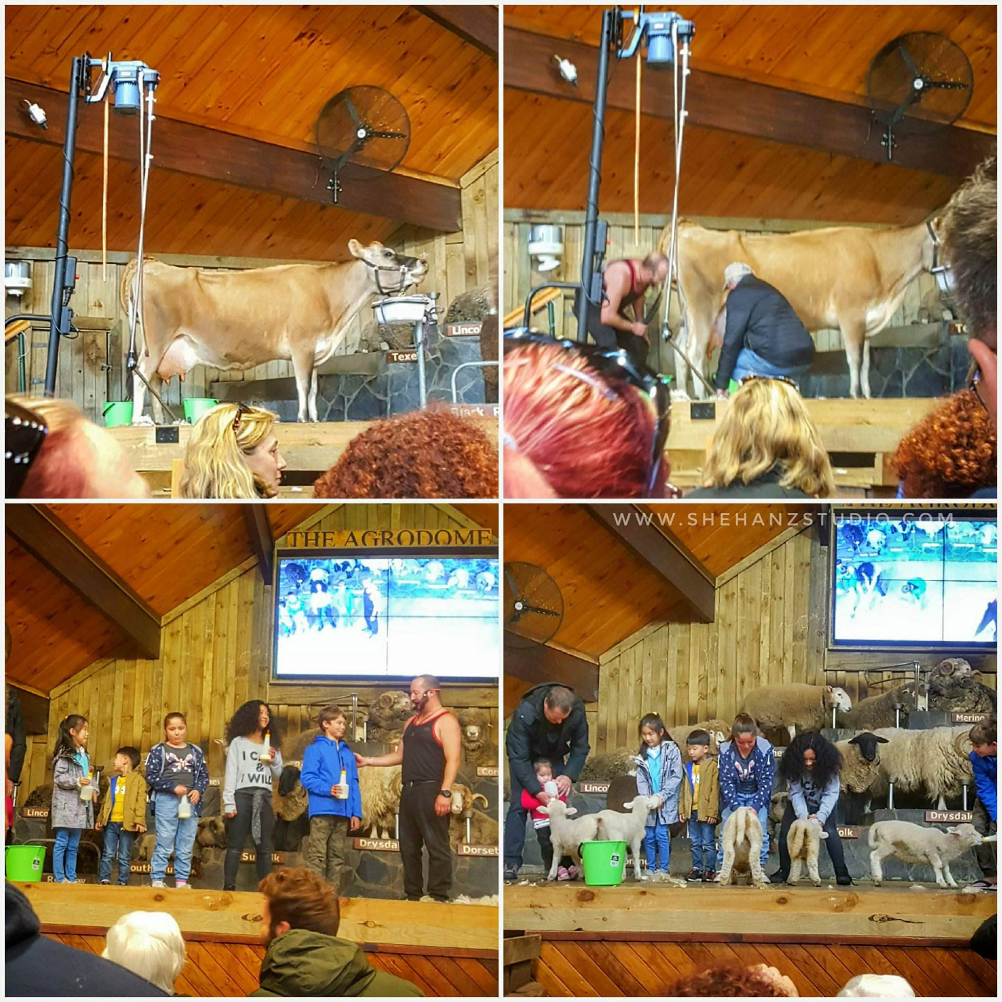 KEMBARA #KBBA9 COSMODERM - IKHLAS TOURS KE NEW ZEALAND BLUE LAKE, TARAWERA, AGRODOME AT ROTORUA (SPRING TIME) (PART 5) (18)