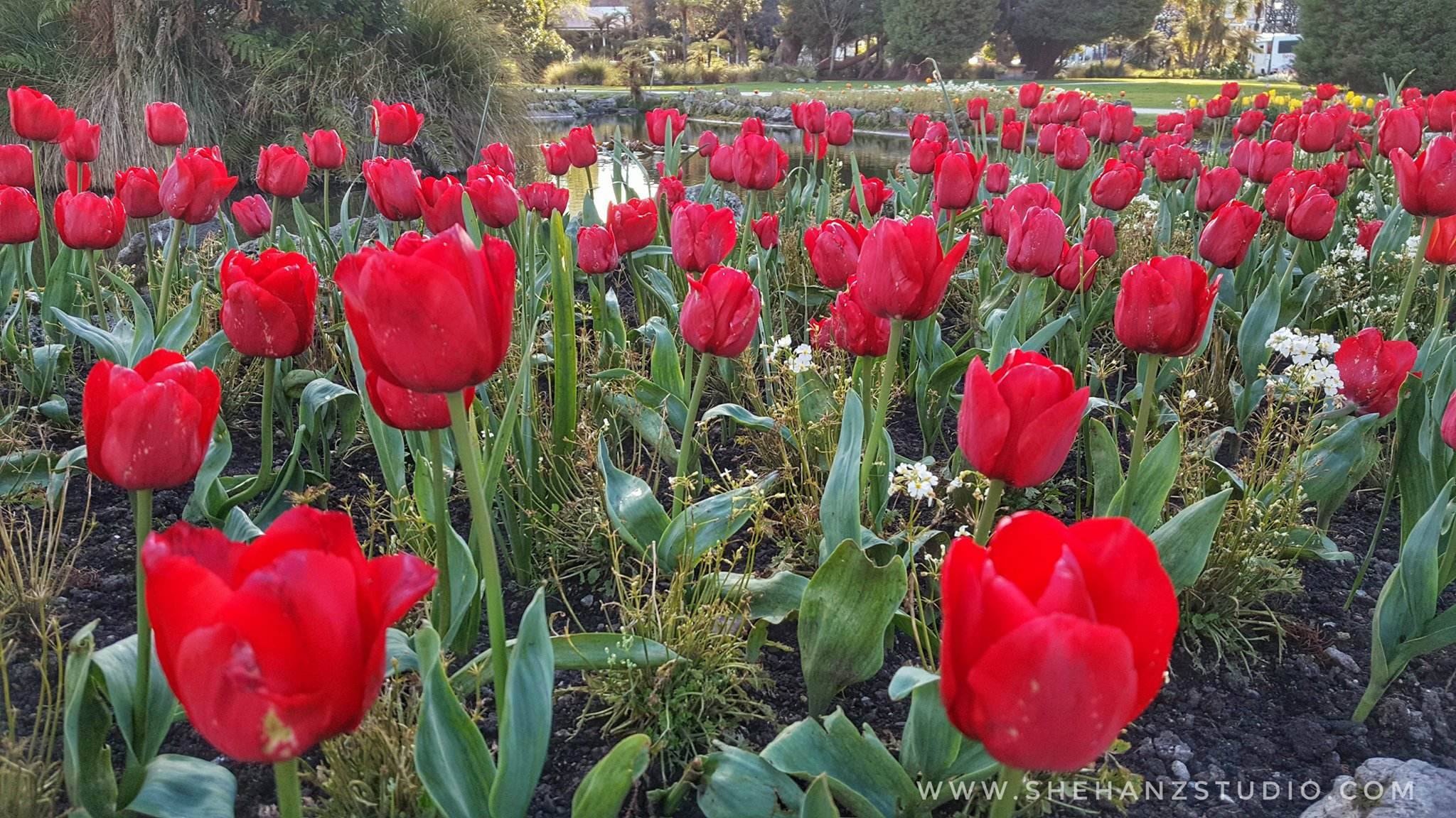KEMBARA #KBBA9 COSMODERM - IKHLAS TOURS KE NEW ZEALAND TEMPAT MENARIK DI ROTORUA (SPRING TIME) (PART 4) (10)