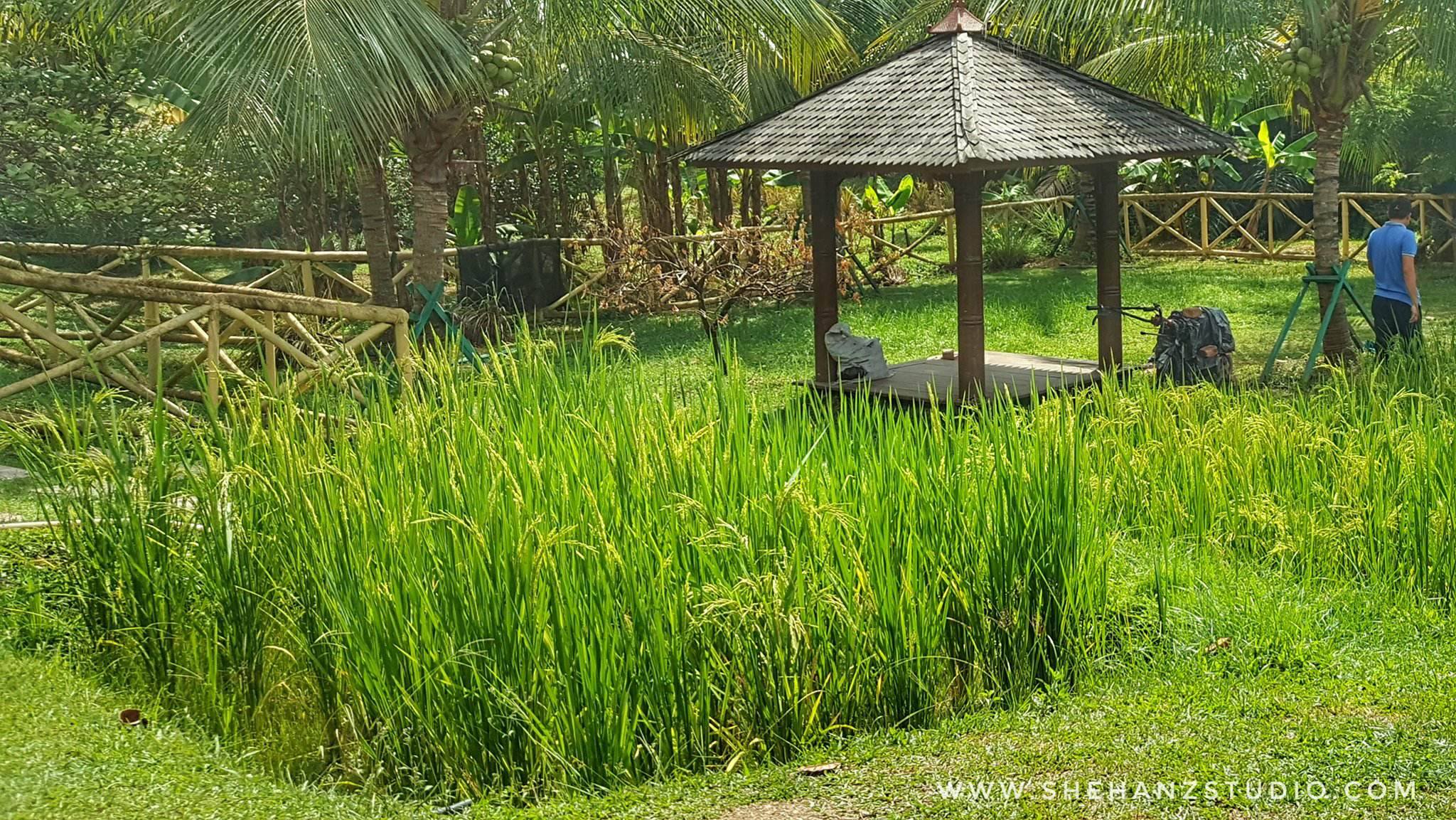 pakej perkahwinan laman warisan di taman warisan pertanian putrajaya (2)