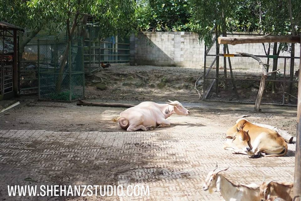 FARM IN THE CITY MALAYSIA, PETTING ZOO TERBAIK UNTUK ANAK-ANAK 1