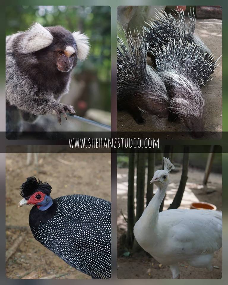 FARM IN THE CITY MALAYSIA, PETTING ZOO TERBAIK UNTUK ANAK-ANAK (32)