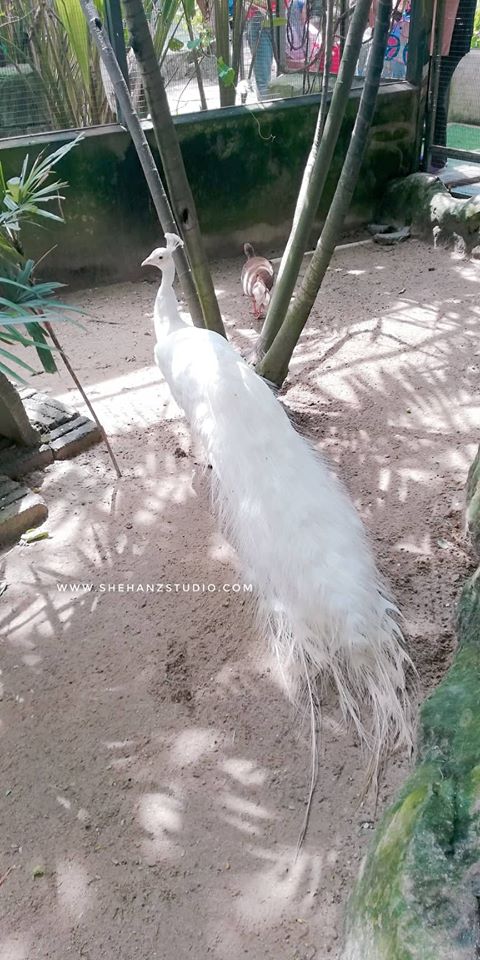 FARM IN THE CITY MALAYSIA, PETTING ZOO TERBAIK UNTUK ANAK-ANAK (32)