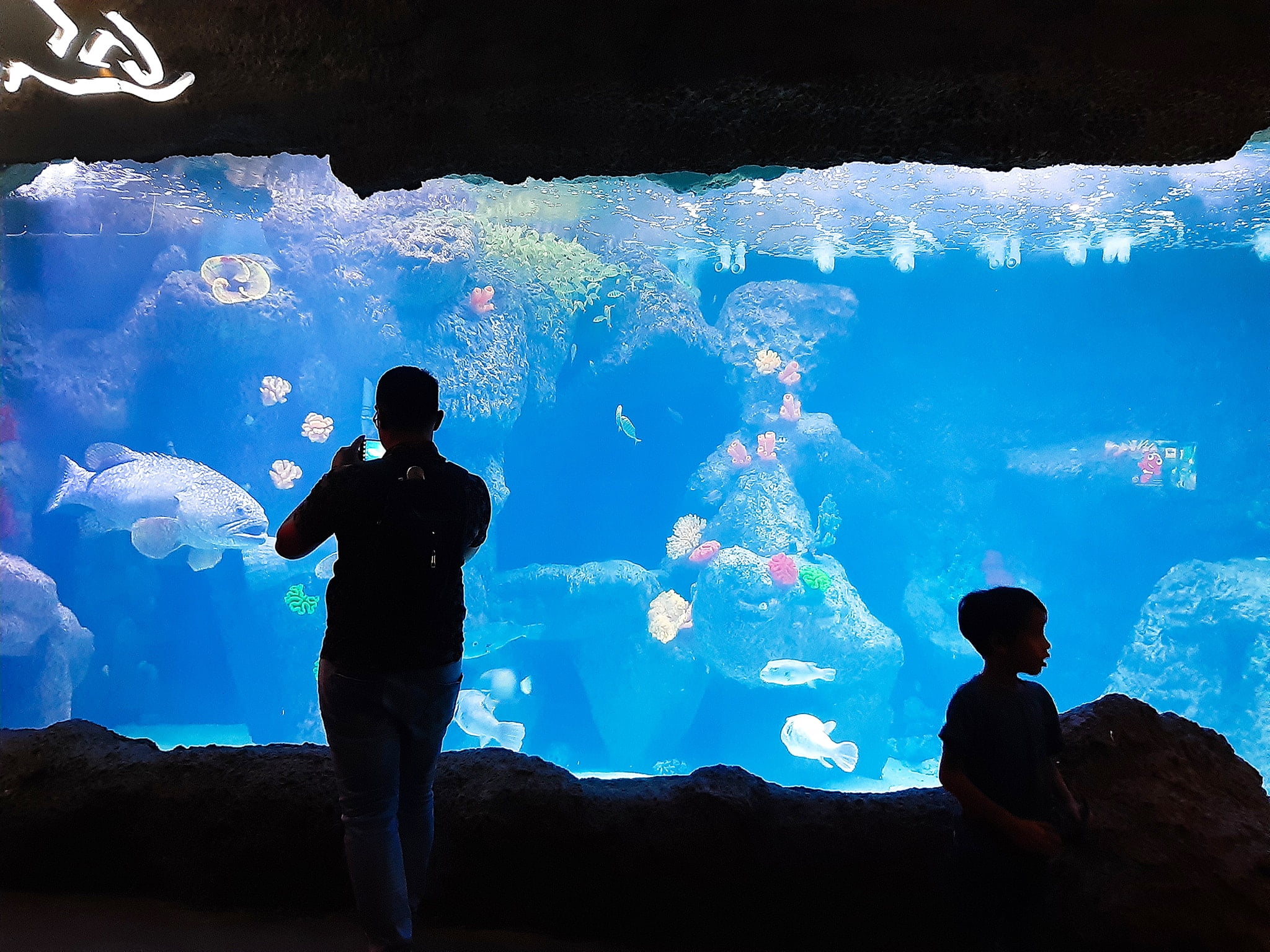THE SHORE OCEANARIUM