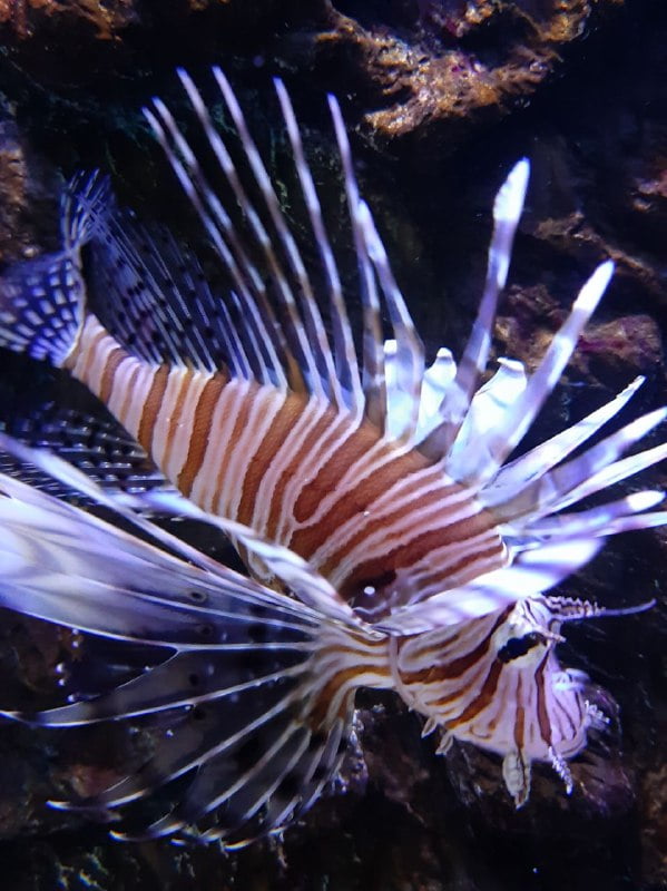 THE SHORE OCEANARIUM