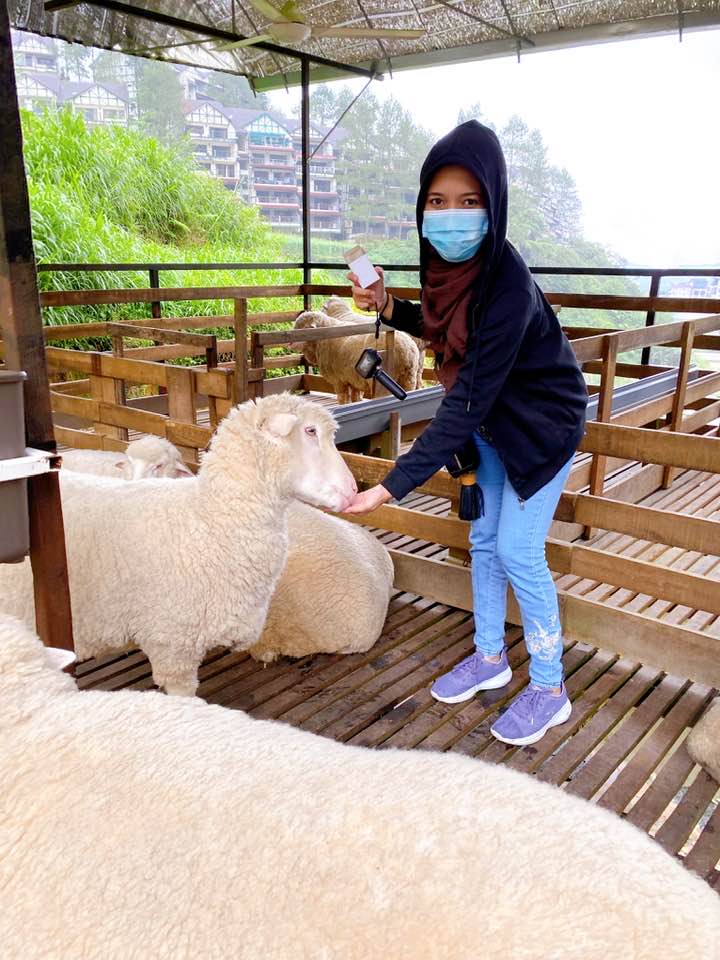 THE SHEEP SANCTUARY
