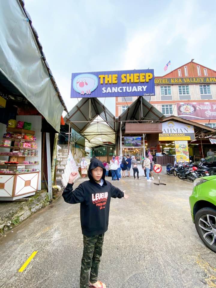 THE SHEEP SANCTUARY