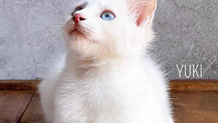 TETIBA ADA SEEKOR LAGI – WELCOME YUKI THE CAT!