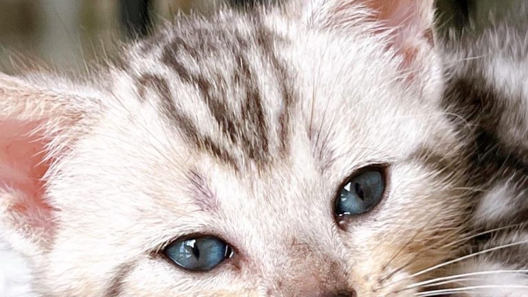 BARANG KEPERLUAN KUCING YANG PERLU DIBELI.15