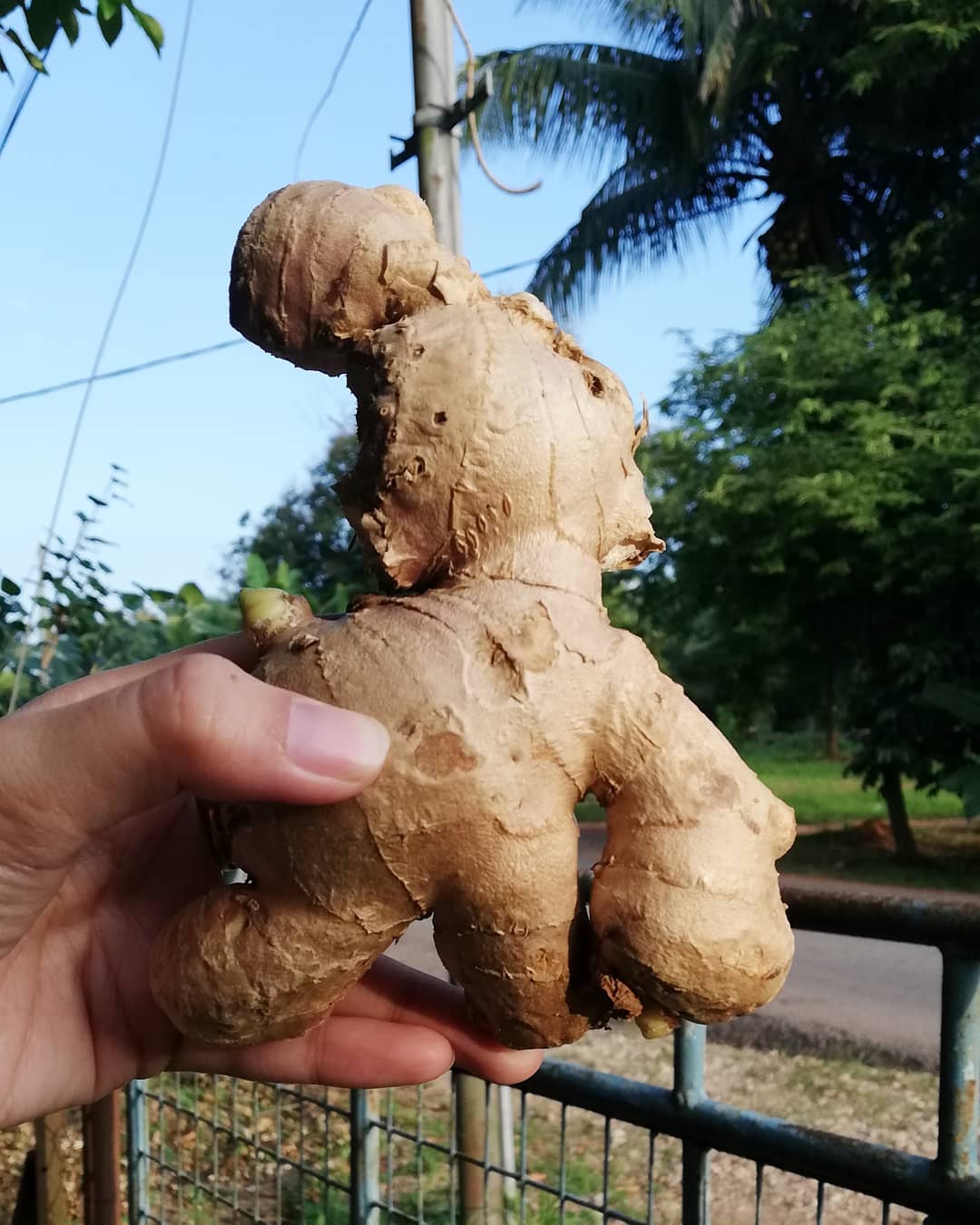 PETUA BUANG ANGIN DALAM BADAN - CUBA SERBUK HALIA #1
