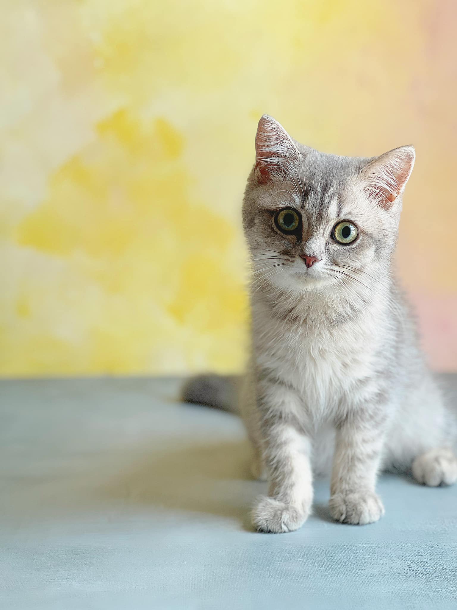 BELA KUCING BSH