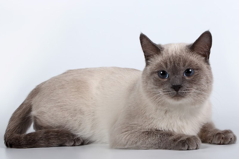 kucing siam