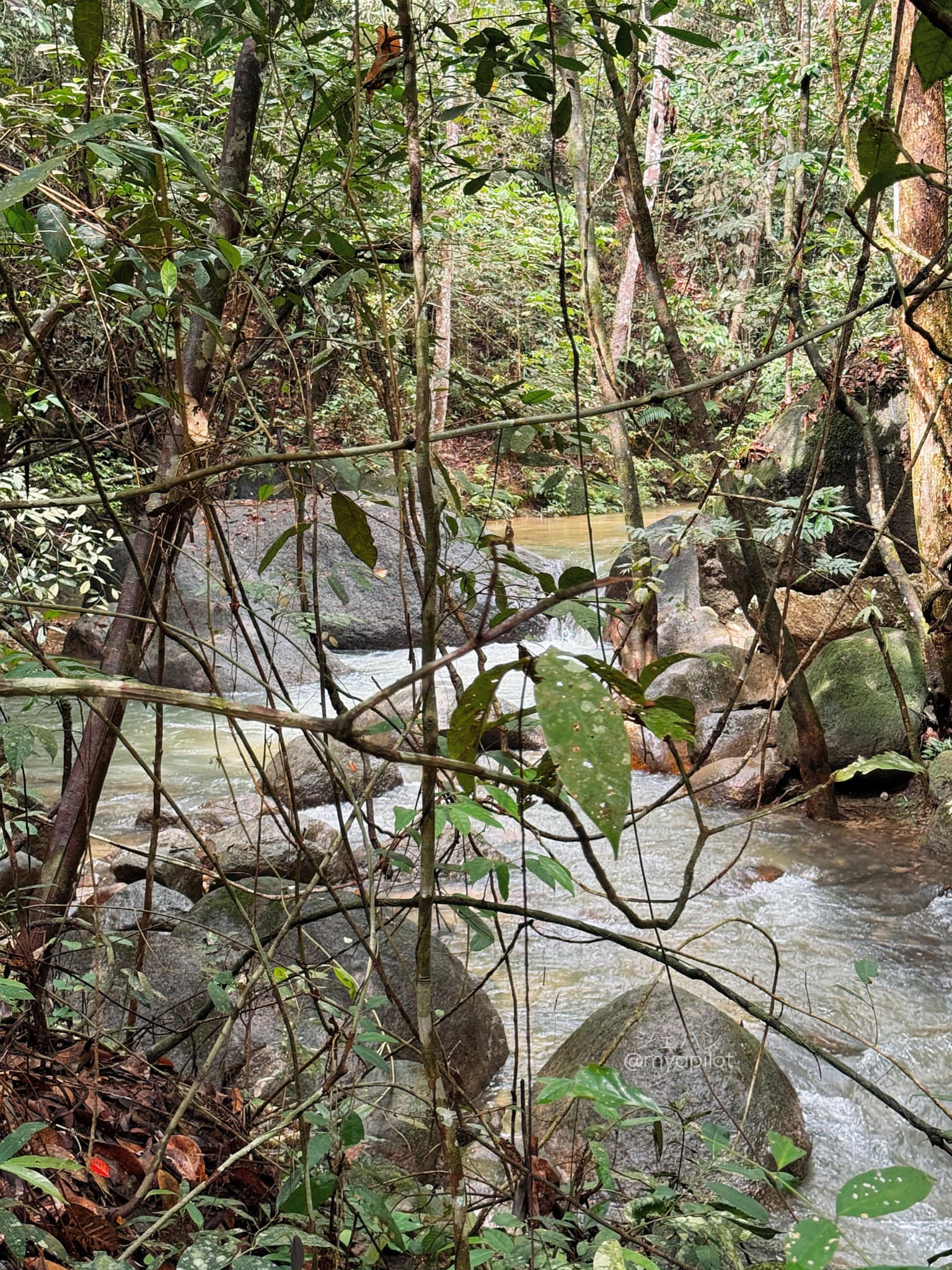 CAMPING DI TUPAI EMAS