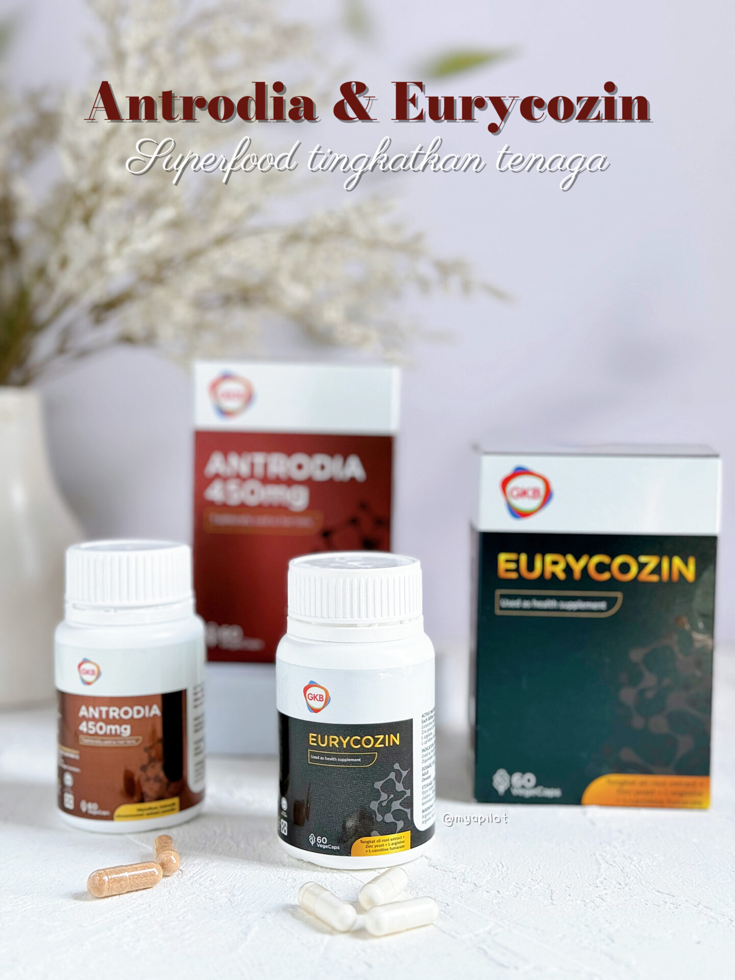 ANTRODIA DAN EURYCOZIN UNTUK TINGKATKAN TENAGA